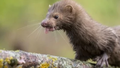 هولندا تسجل عدوى جديدة بكورنا مصدرها حيوان "المينك"