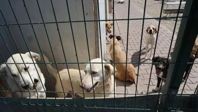 بالفيديو كلب شـرس يهاجم مدرسة في إسطنبول ويصيب طلابًا ومعلمًا!