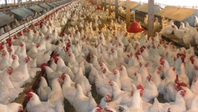 ما هو سبب ارتفاع اسعار الفروج في سوريا؟