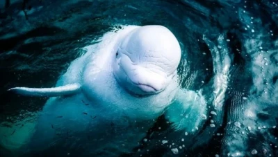 تسجيل لحظة ولادة حوت بيلوغا أبيض في أكواريوم جورجيا في أتلانتا...فيديو