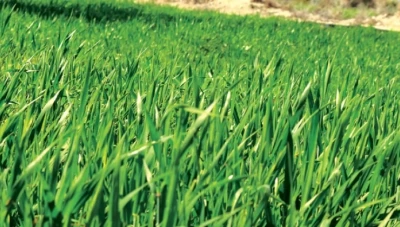 صادرات سوريا الزراعية أكثر من 60 مليون دولار للعام الحالي