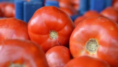 أسعار البندورة ترتفع مجدداً في الأسواق