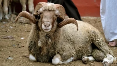 فلكيا الإعلان عن موعد عيد الأضحى 2020