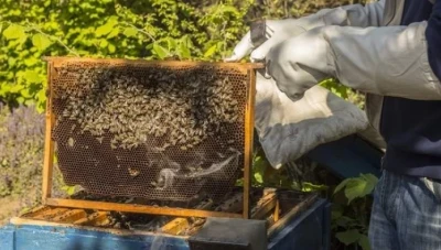 “مربو النحل” في لبنان يتخوفون من تدريب لاجئين على المهنة