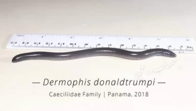 (دونالد ترامب) تسمية لدودة مكتشفة حديثا مهددة بالانقراض