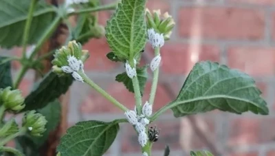 حشرة (المن القطني) تغزو أشجار التين و الصبار في سوريا وتهدد بخسائر كبيرة للمزراعين