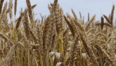 الحكومة تضيف 25 ليرة على سعر استلام القمح من المناطق البعيدة.. وتعتمد صيغة جديدة للتامين الصحي