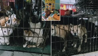 بعد انتصارها على كورونا.. الصين تستأنف بيع الكلاب والخفافيش للأكل