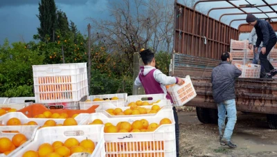 رغم توقف التصدير إلى العراق: تصدير الحمضيات السورية يعزز تدفق القطع الأجنبي بنسبة 70%