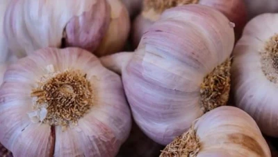 ارتفاع أسعار الثوم في دمشق إلى 75 ألف ليرة: الإنتاج المتراجع والطقس المتقلب السبب
