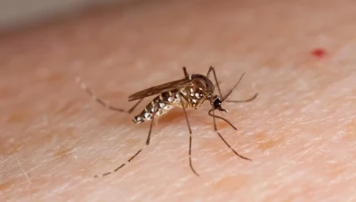 مع قدوم الربيع والصيف.. هل ينقل البعوض والذباب فيروس كورونا من شخص إلى آخر؟