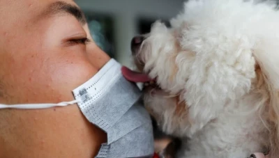 تسجيل أول حالة انتقال عدوى كورونا من الإنسان إلى الحيوان
