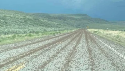 صراصير تغـزو ولاية أمريكية بطريقة مخـيـفة (صور)