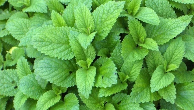 عشبة المليسة (بلسم الليمون): مهدّئ طبيعي يدعم الراحة النفسية والنوم الهادئ