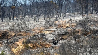 كـ.ـشف تفـاصـ.ـيل الأضـر.ار والمسـاعـدات جـ.ـراء حـر.ائـق الغـ.ـابات في سوريا