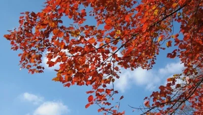 الأرصاد الجوية: أجواء خريفية معتدلة نهاراً ولطيفة ليلاً