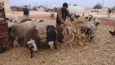 انخـفاض كـبير في أسعار لحـم الغنـم الحي بسوريا نتيـجة تراجـع الطلب ووقـف التهـ.ـريـ.ـب