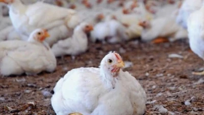 رقابة مشددة على قطاع الدواجن في حمص عقب تداول شائعات صحية