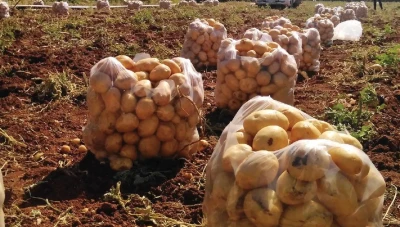 أزمـة البطاطا تتـفاقم: ارتفاع الأسعار وتبادل الاتهـامـات