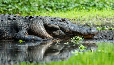 تمساح يفترس طفلاً مفقوداً في أستراليا