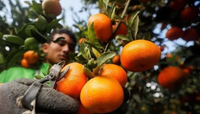 تراجـع إنـتاج الحمضيات في سوريا إلى 688 ألـف طن وسط تحـول المزارعين نحو الفواكه الاستوائية