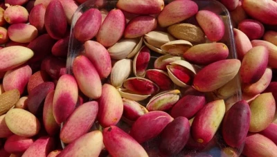 تراجع إنتاج الفستق الحلبي في سوريا إلى أقل من النصف موسم 2025