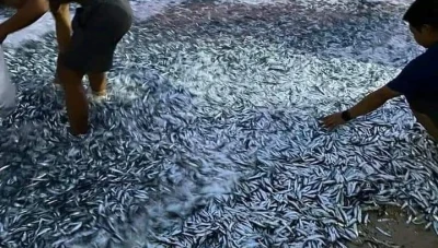 نفوق مئات الآلاف من الأسماك في مدينة فولوس اليونانية