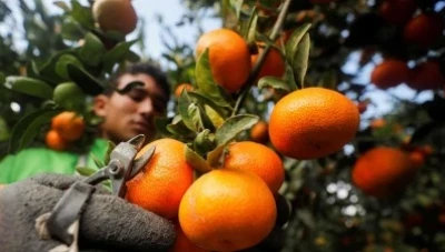 انـخـفاض مـليون طـن في إنتاج الحمضيات في سوريا