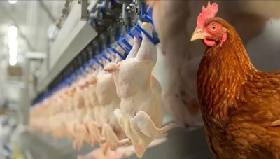 تركيا تعلّق تصدير الدجاج قبيل رمضان للحد من ارتفاع الأسعار