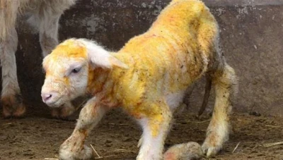 إسبانيا تحقق إنجازاً علمياً بإنتاج أول خروف معدل وراثياً