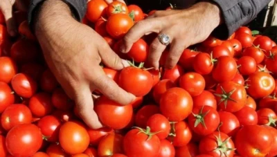 توقـف مـعامل الكونسروة في دمشق يـؤدي إلى انخـفاض أسـعار البندورة إلى 2000 ليرة