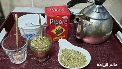 زياد غصن يخاطب حكومة المتة