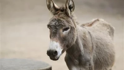 تعـداد الحـمير في العالم العربي لعام 2024: السودان في الصدارة وسوريا تحتل المركز العاشر