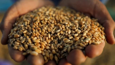 المؤسسة السورية للحبوب: زيادة في كميات القمح المسوقة وتواصل الاستلام رغم انتهاء الفترة المحددة