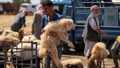 تحليل أسباب الارتفاع الكبير في أسعار لحم الخروف في سوريا