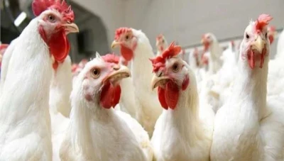 توقـعات بانـخفـاض أسعـار الفـروج واللحـوم ومشـتقـات الألبـان بنـسـبة تصـل إلى 40%