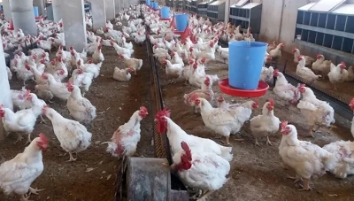 قطـاع الدواجـن في سوريا: التفـكير بتـصدير الفائـض لدعـم الاقتصاد