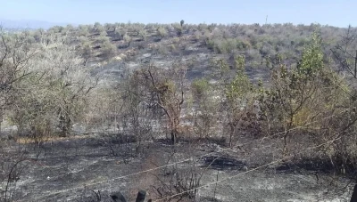 احـتراق مساحة كبيرة من أشجار الزيتون و الحمضيات