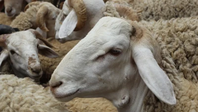 ارتفاع أسعار الأضـاحي في دمشق بنسبة 80% مقارنة بالعام الماضي