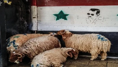 وصول أغنام سورية إلى العراق: توقعات بارتفاع أسعار اللحوم بنسبة 10% خلال شهر رمضان