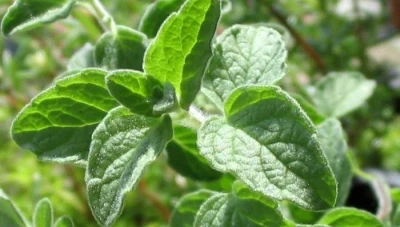 سوريا تصـدّر النباتات العطرية وتـسـتوردها مُصـنّعة