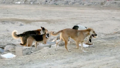 كلاب سوريا تنتشر في الأردن