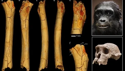 اكتشاف حفرية قرد عمرها 8.7 مليون سنة في تركيا: تحدي جديد لنظريات أصول الإنسان