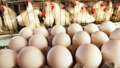 حقيقة انتـشار مـرض شبه طـاعون الدجاج في سوريا