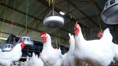 تـحذ.يـ.ـرات لمـربي الدواجن في سوريا بشأن اللقـاحات المـ.ـزوّ.رة والخـ.ـلل في التـحـصـين