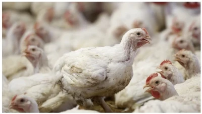 انخفاض مفاجئ بأسعار اللحوم البيضاء