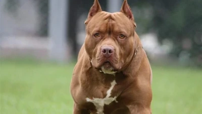 مشروع قانون جديد حول امتلاك الكلاب