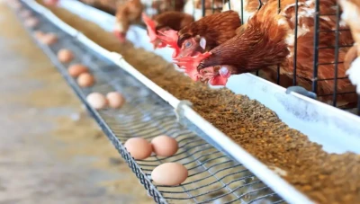 ارتفاع تكاليف إنتاج الدواجن في سوريا بأكثر من 37% بعد تعديل أسعار الكهرباء