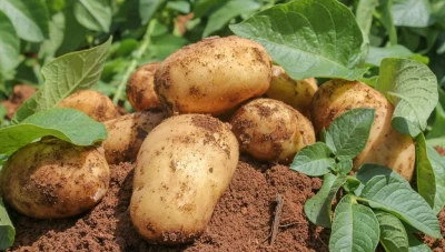 بدء جني محصول البطاطا يخفّض الأسعار في الأسواق السورية