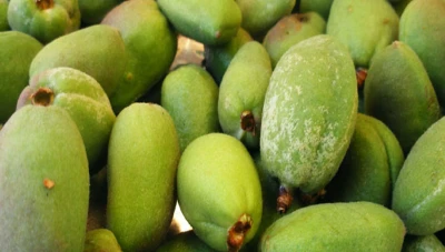 آلاف الليرات السورية مقابل حبـة "عوجة"